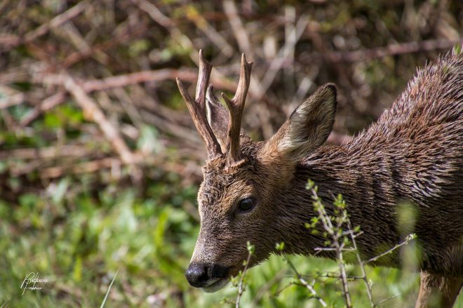 Chevreuil 2