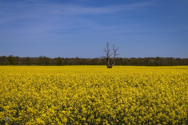 Champ de colza