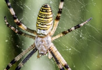 Araignée frelon