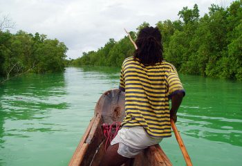 Rayures sur la Mangrove
