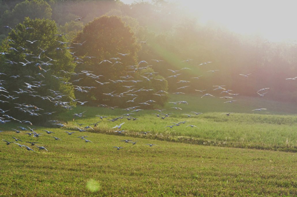 Vers d’autres cieux