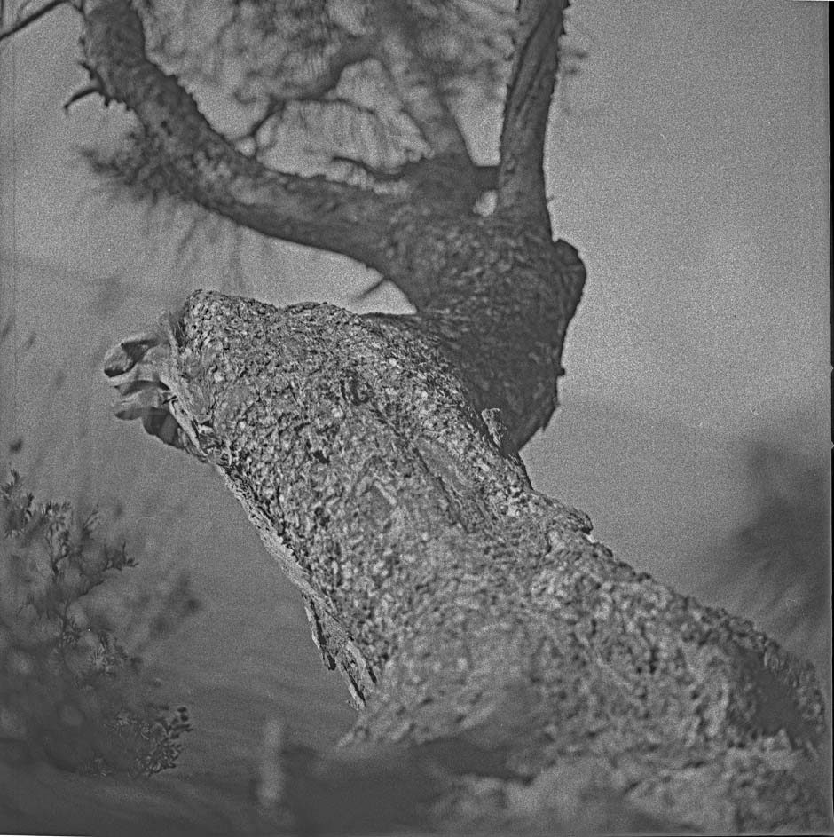 Un élan vers la mer