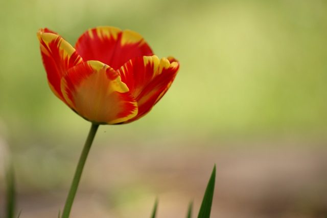 Summer Tulipe