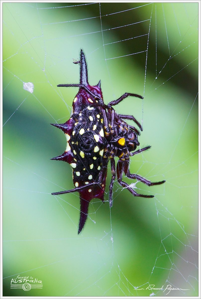 Gasteracantha fornicata | Spiny-backed orb-weavers