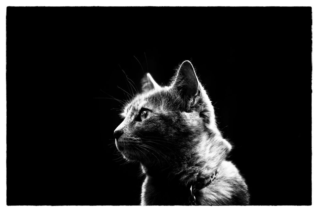 mon chat façon Harcourt