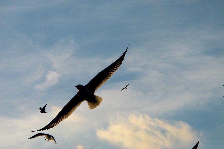 Birds – Electrelane