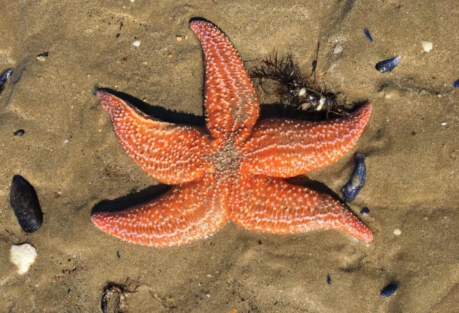 Étoile des mers