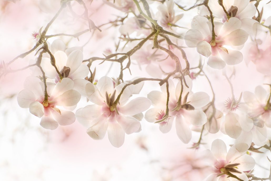 Magnolias au printemps