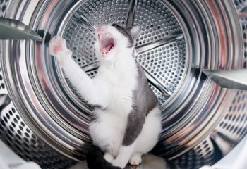 You shall not pass...