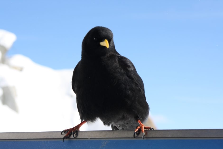 Chocard à bec jaune