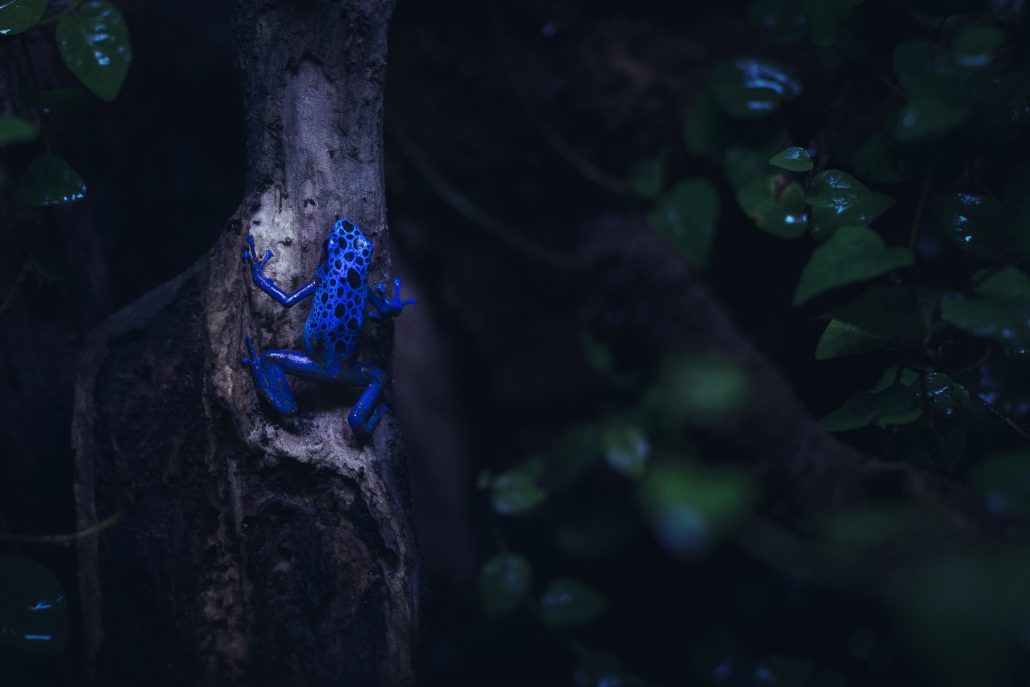 Grenouille Dendrobate bleue