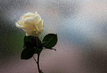 la rose blanche