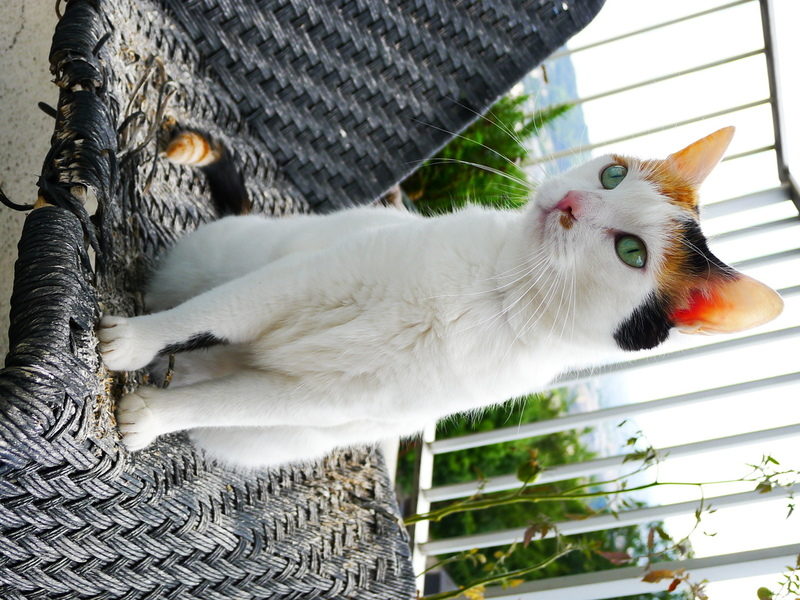 Médée le chat star