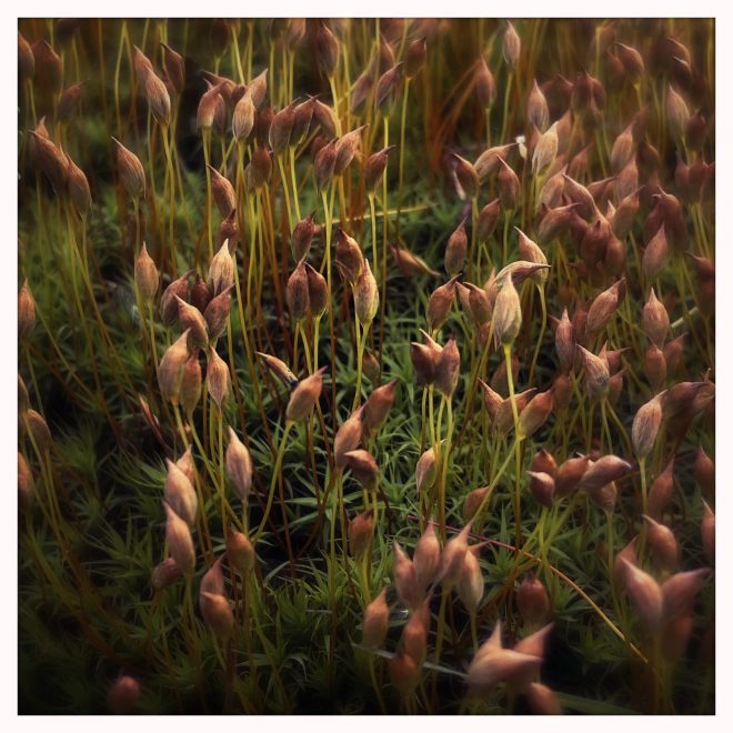 Bryophyte