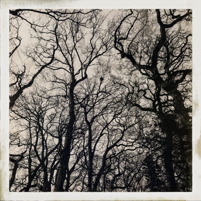 réseau neuronal du chêne