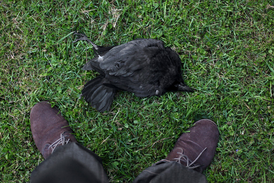 Dead raven