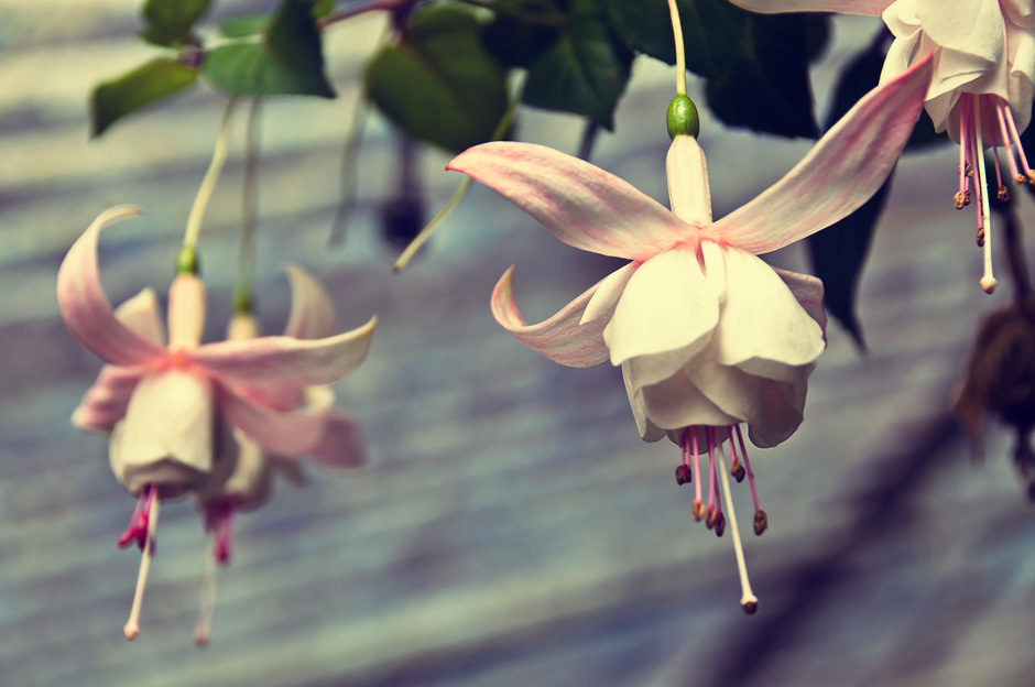Flower Garden, Munnar (Kerala, Inde)
