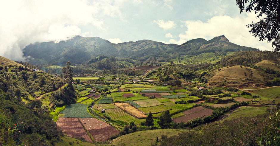 Munnar (Kerala, Inde)
