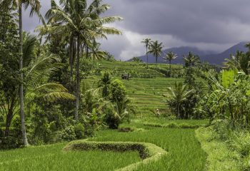 Rizière à Bali