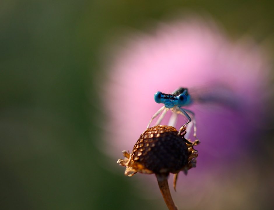 T’as d’beaux yeux