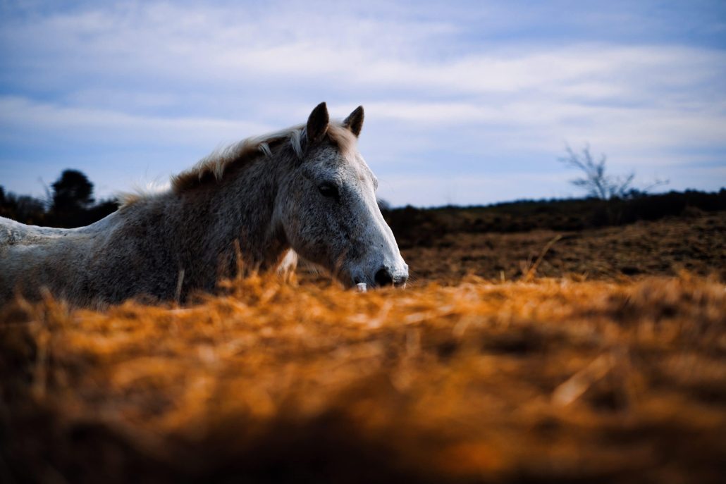 Equidé, entre chien et loup