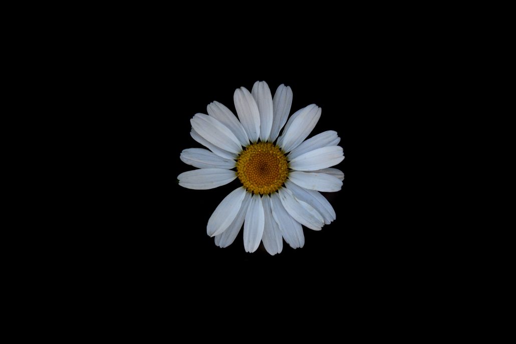 Daisy