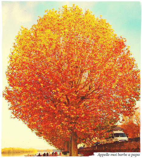 Appelle moi barbe a papa