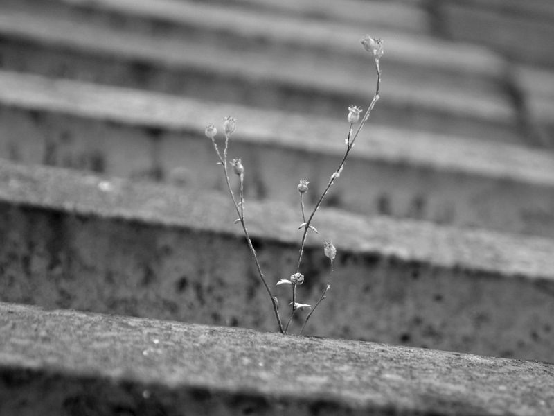Un arbre sur le toit