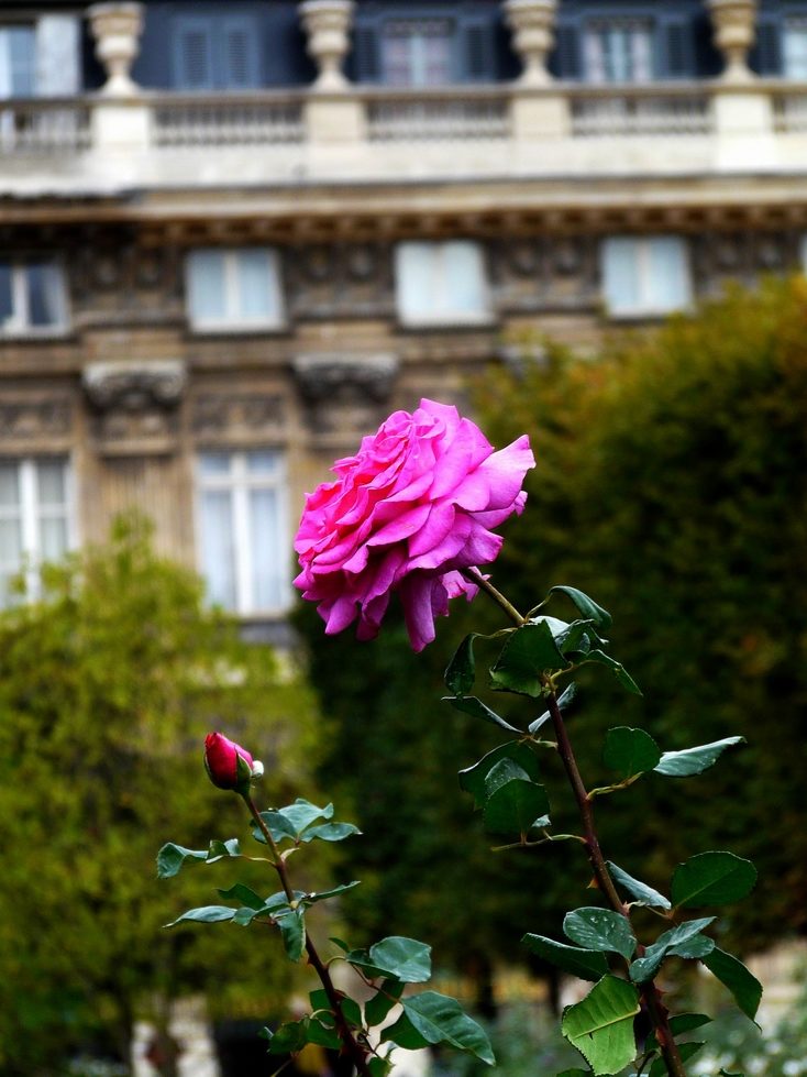 Une rose au jardin du Palais Royal