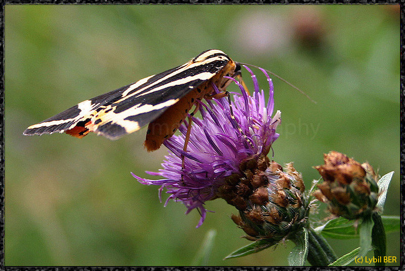 Euplagia quadripunctaria