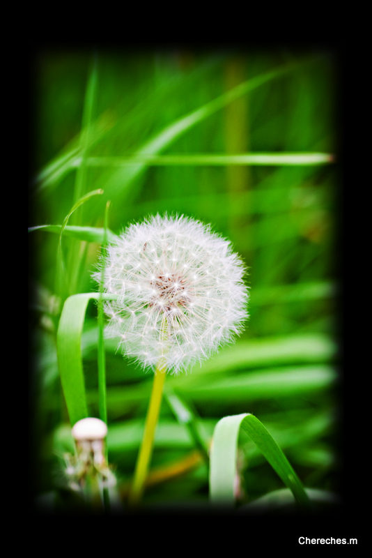 a la decouverte du vraie vert