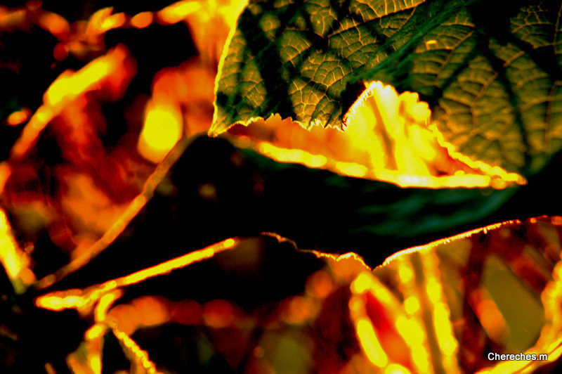 serie expo: INCANDESCENTE