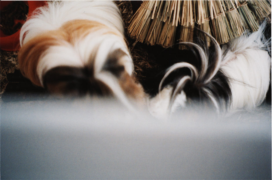Guinea Pigs