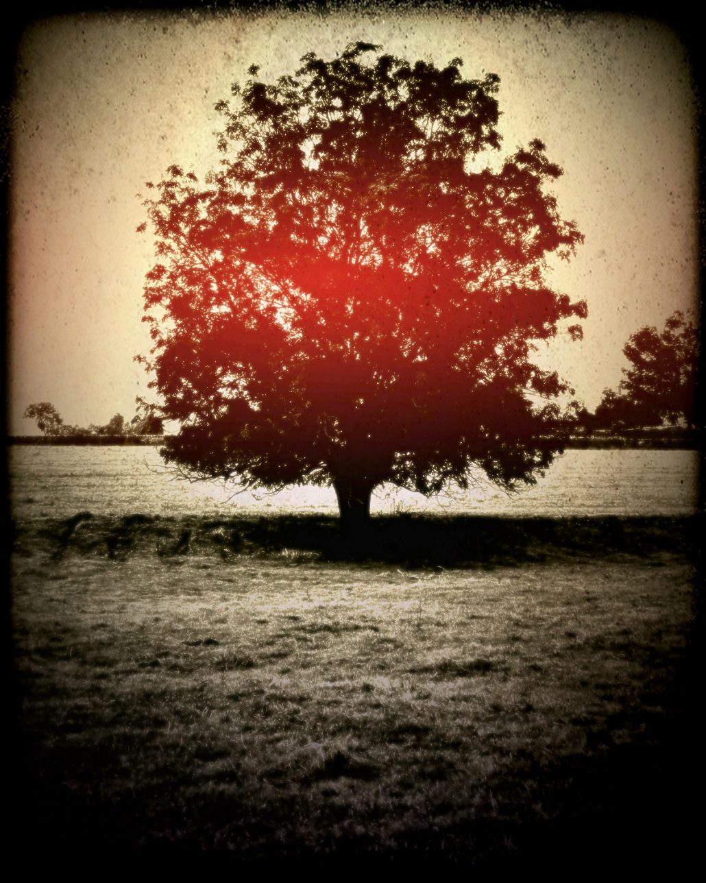 L’arbre rouge
