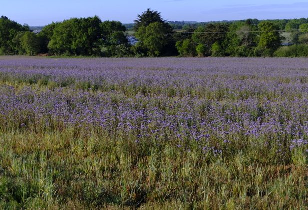 Confinement Avril 2020