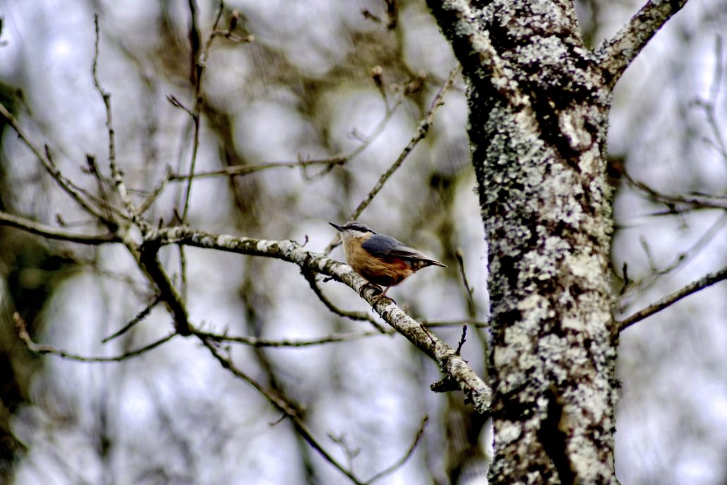 D’une branche a l’autre