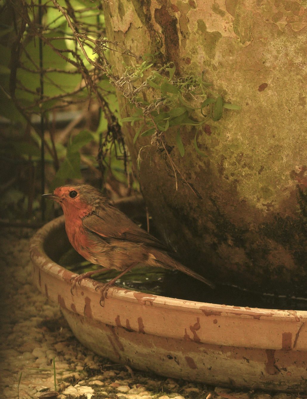 Sparrow