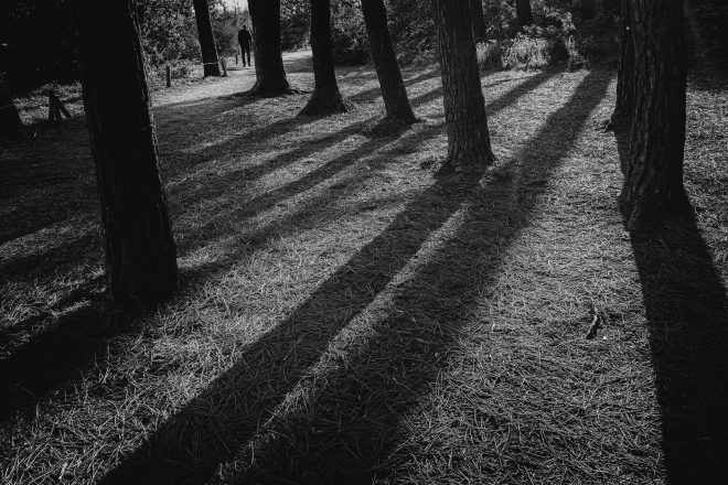 Promenons nous dans les bois...