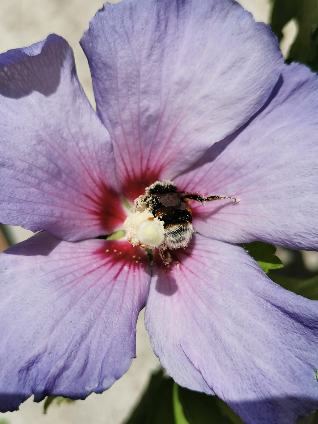 Pollinisation précieuse