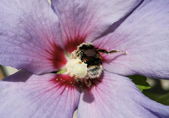 Pollinisation précieuse