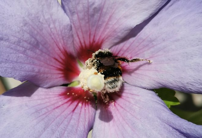Pollinisation précieuse