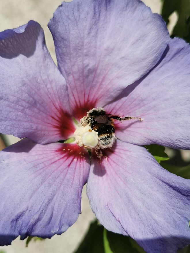 Pollinisation précieuse