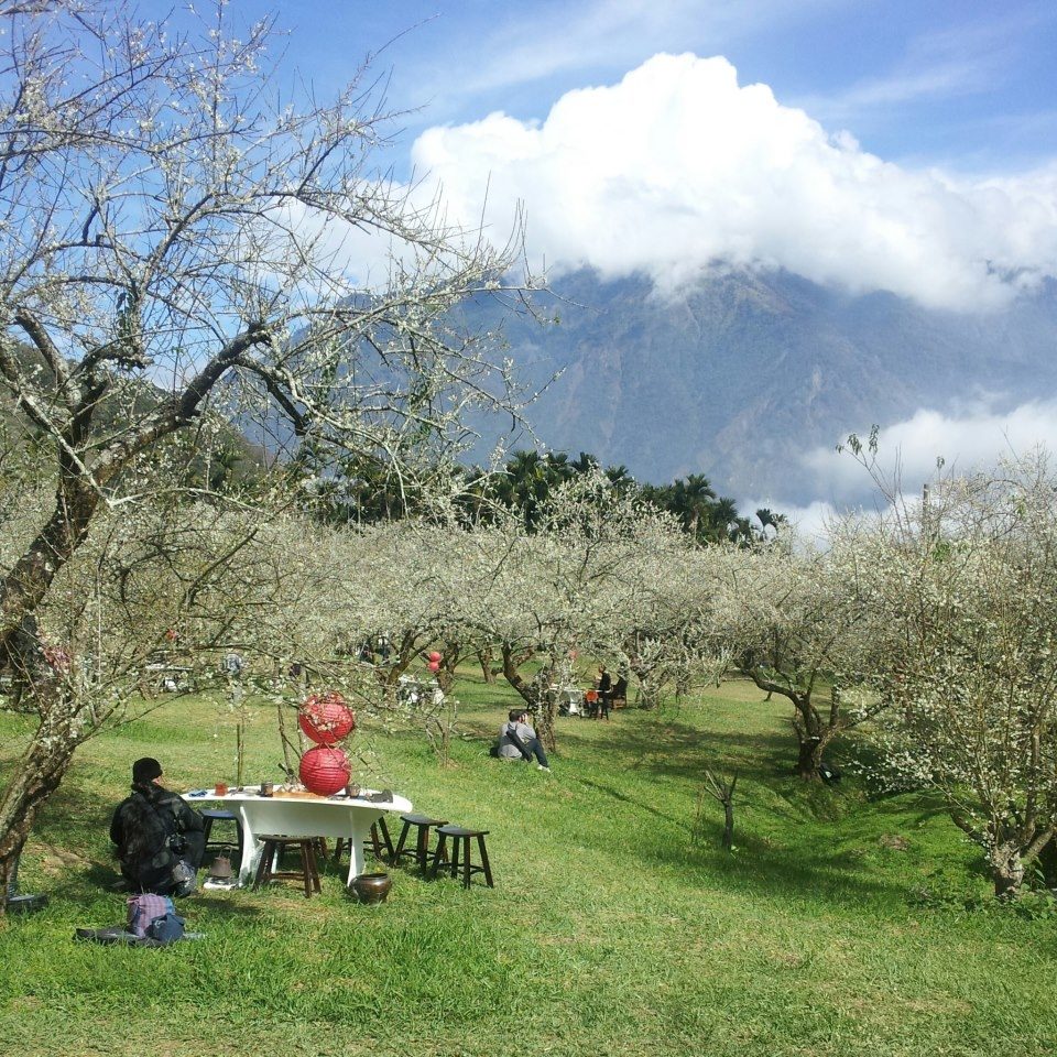Blossom  Taiwan …
