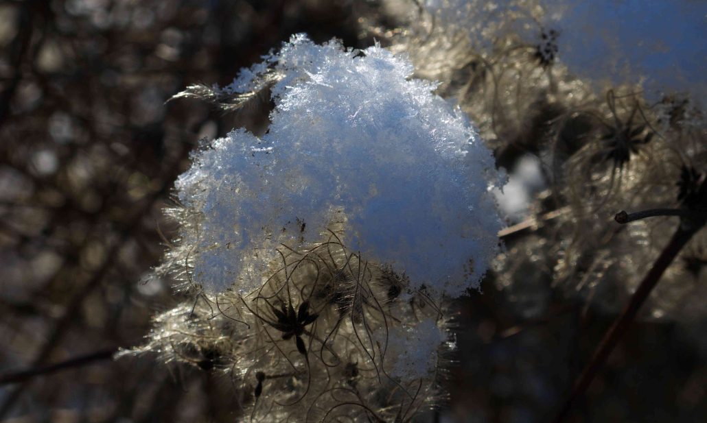 barbe-à-(grand)papa