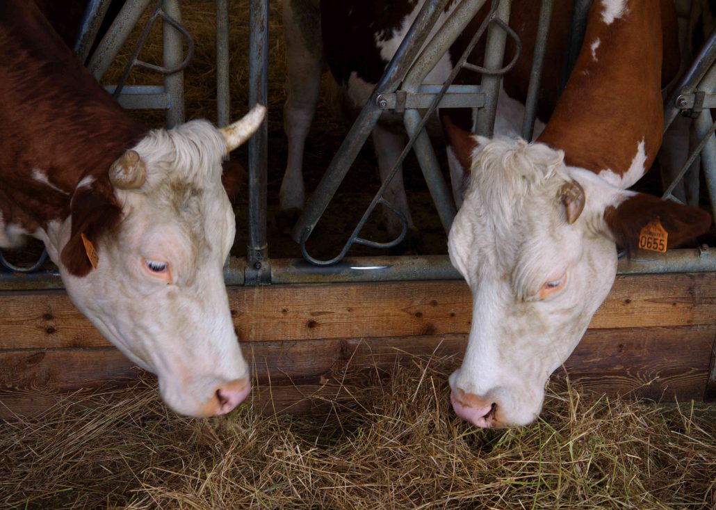 tweedledee & tweedledum