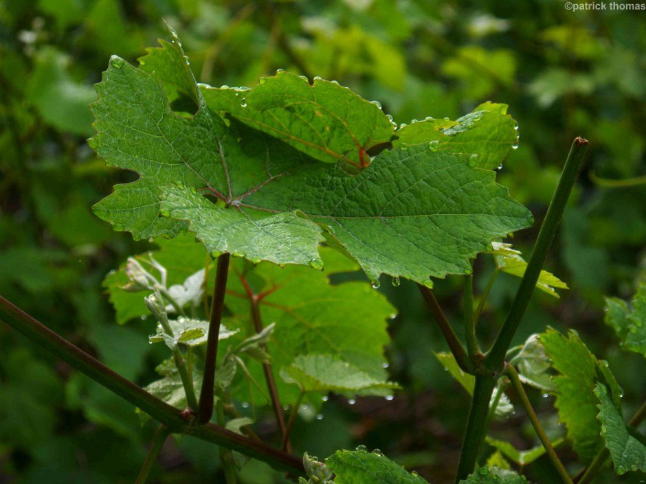 turning water into wine…
