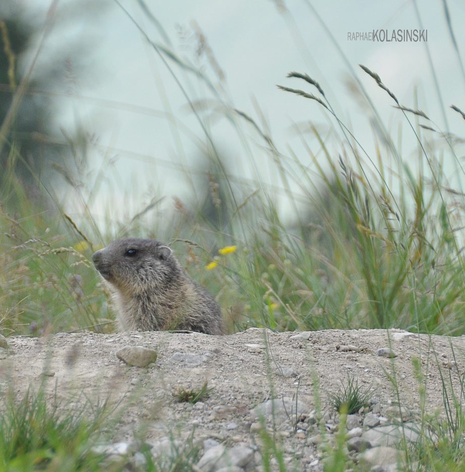 Bébé Marmotte
