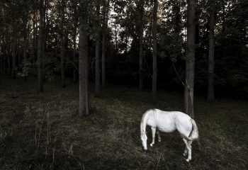 Le cheval blanc