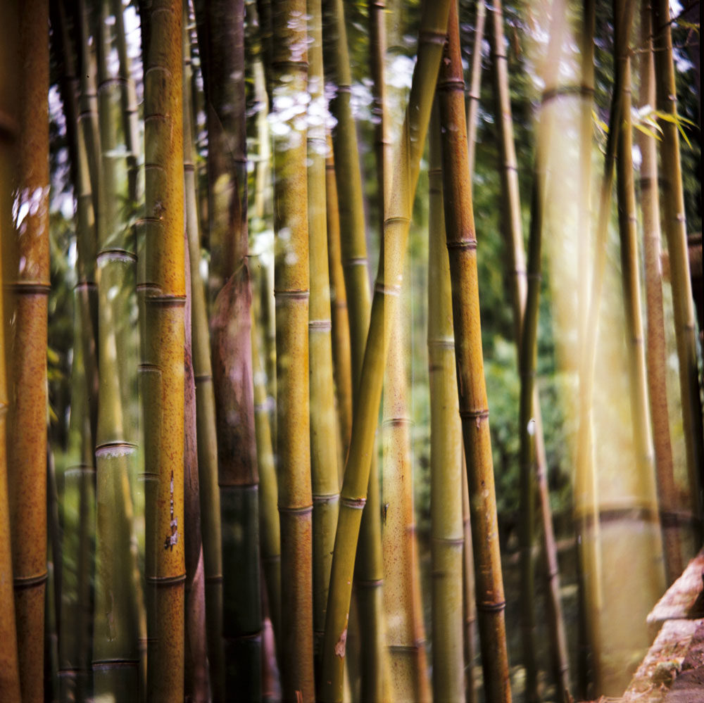Double bambou.