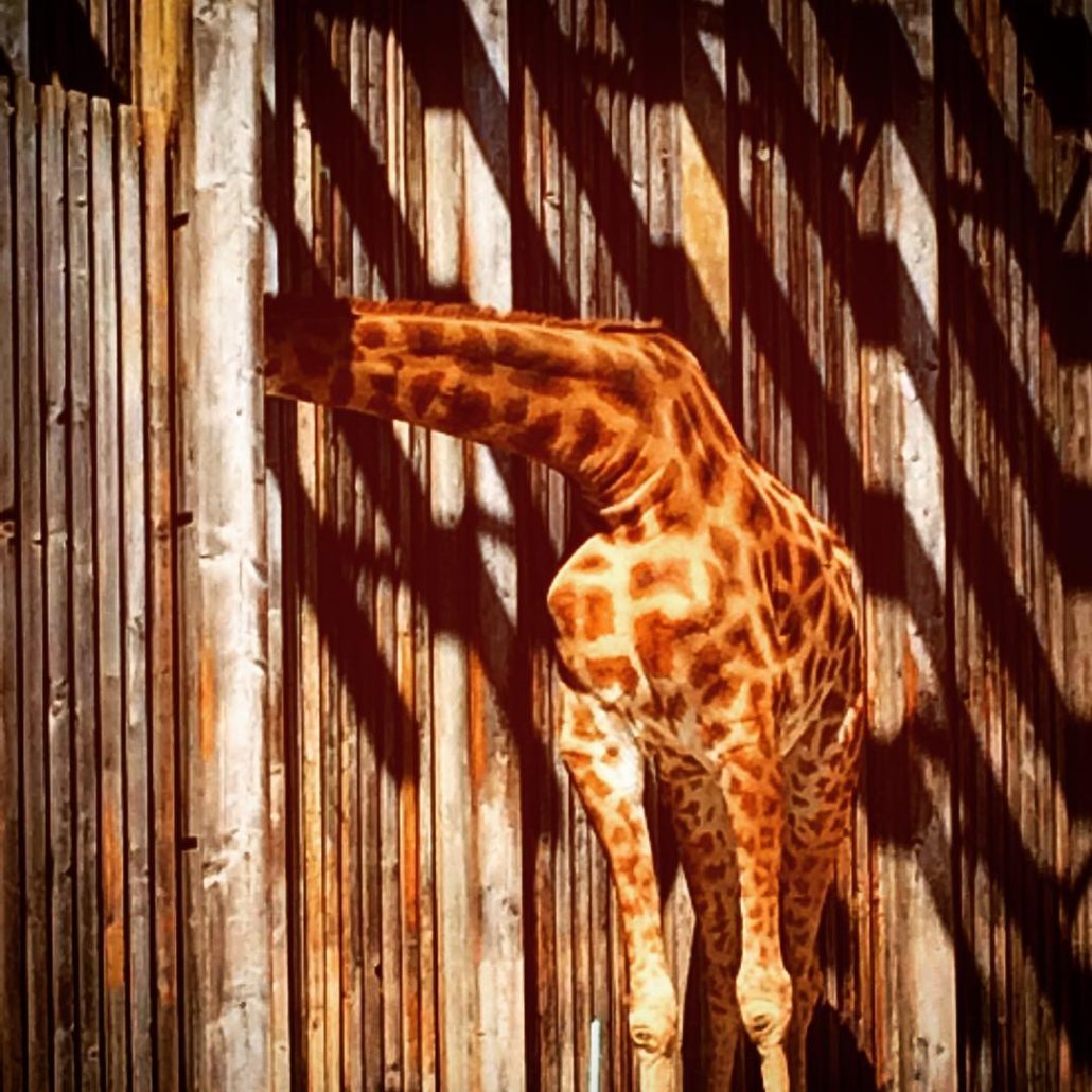 Girafe Caméléon